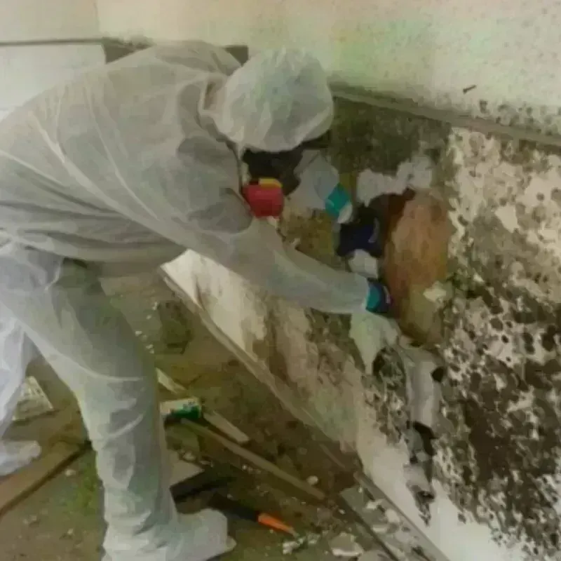 Mold Remediation and Removal in Worth County, IA